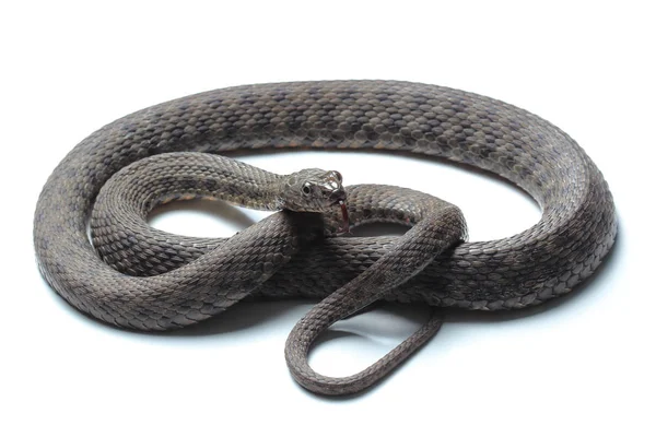 Kocka kígyó (Natrix tessellata) elszigetelt fehér — Stock Fotó