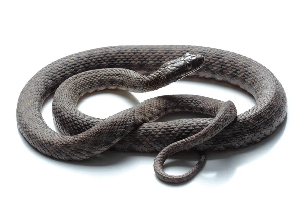 Dice snake (Natrix tessellata) isolated on white — Stock Photo, Image