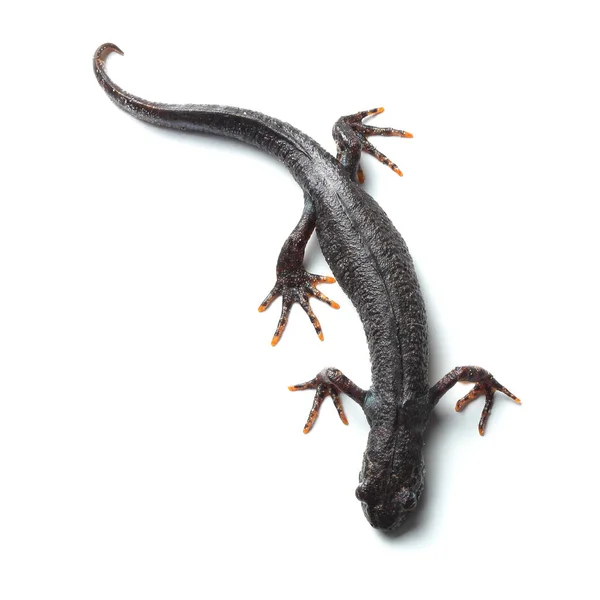 Beyaz üzerine büyük tepeli newt (Triturus cristatus)