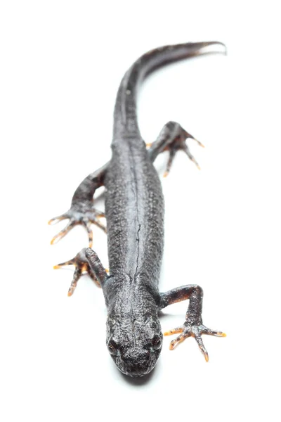 Triton à aigrettes (Triturus cristatus) sur blanc — Photo