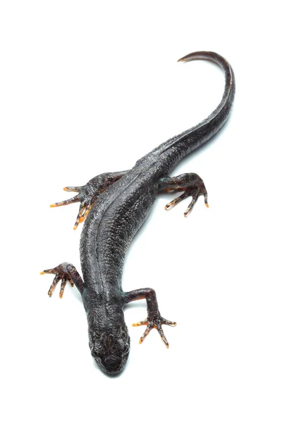 Tritão de crista grande (Triturus cristatus) em branco — Fotografia de Stock