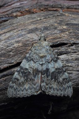 Güve - ağaç üzerinde kırmızı altı (Catocala nupta)