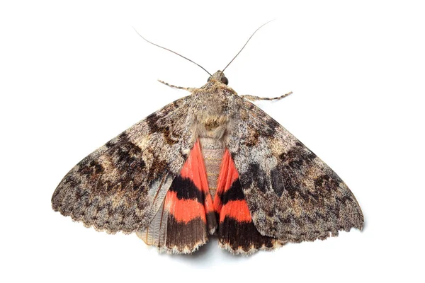 Motte - roter Unterflügel (catocala nupta) auf weißem Grund — Stockfoto