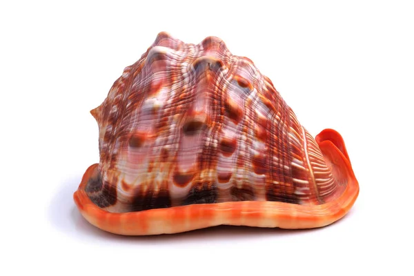 Sea shell isolated on white — Stock Photo, Image