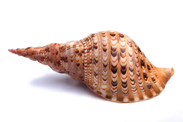 Sea shell isolated on white — Stock Photo, Image