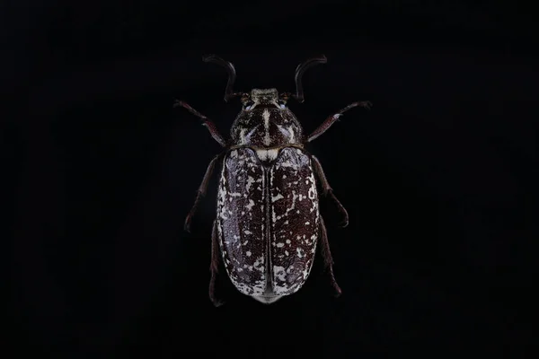 ชายของแมลงปีกแข็ง (Polyphylla fullo) บนสีดํา — ภาพถ่ายสต็อก