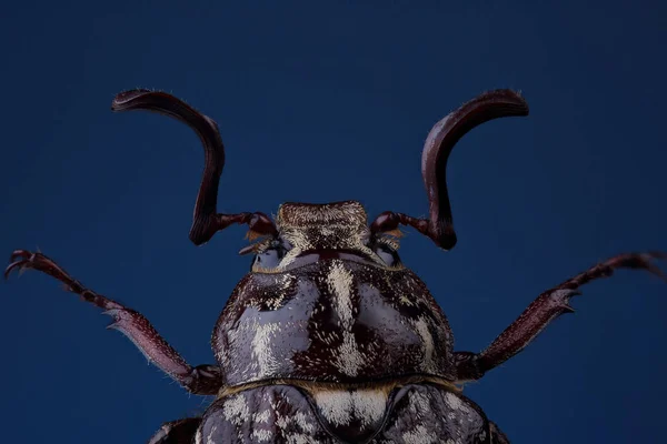 Head of  beetle (Polyphylla fullo) on blue — Stock Photo, Image