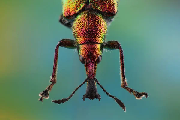 Hoofd van Weevil (Rhynchites bacchus) — Stockfoto