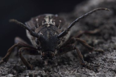 Böcek (Dorcadion equestre) ağaç kabuğu üzerinde oturuyor