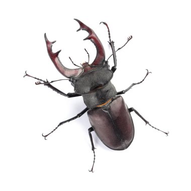 Stag beetle (lucanus cervus) üzerinde beyaz izole