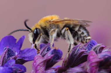 Erkek arı (Eucera sp.) çiçek üzerinde