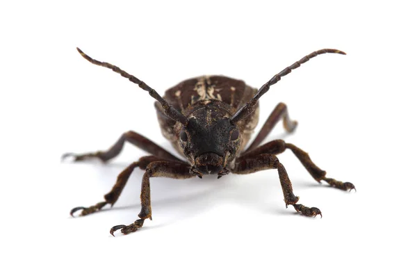 Beetle (Dorcadion equestre) isolated on white — Stock Photo, Image