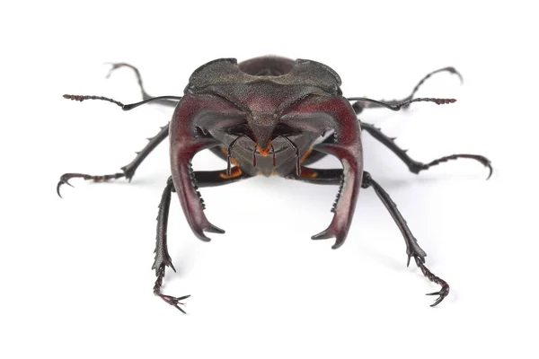 Stag beetle (Lukan cervus) na białym tle — Zdjęcie stockowe