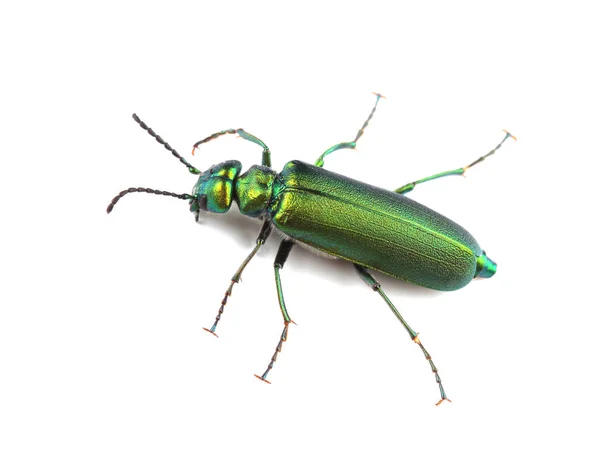 Beetle - Spanish fly (Lytta vesicatoria) isolated on white — Stock Photo, Image