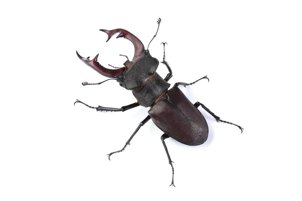 Stag beetle (Lucanus cervus) isolated on white — Stock Photo, Image