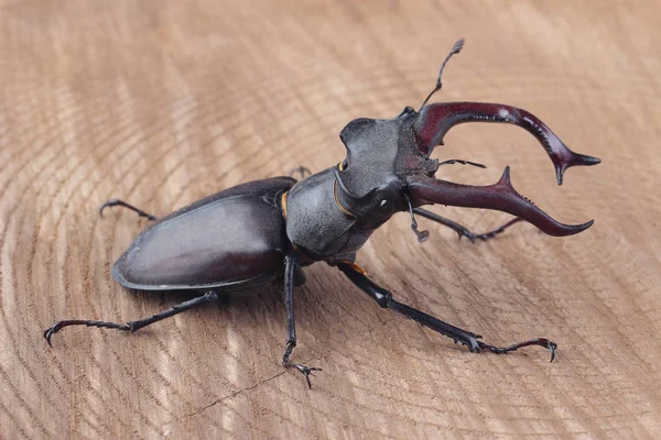 Male of Stag beetle (Lucanus cervus) on wood — Stock Photo, Image