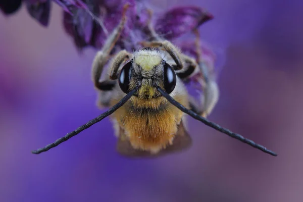 Male of bee (Eucera sp.) on flowers — Stock Photo, Image