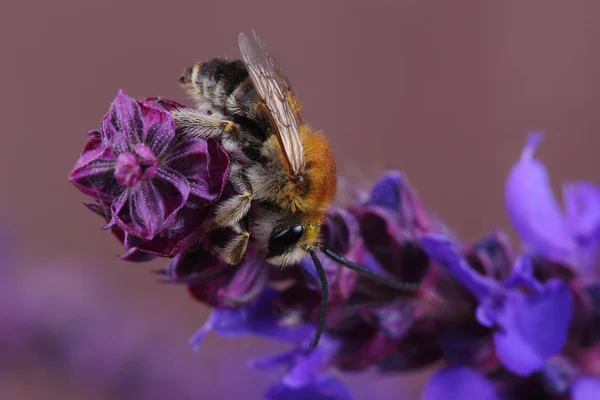 Male of bee (Eucera sp.) on flowers — Stock Photo, Image