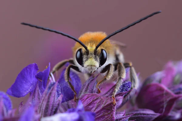 Varón de abeja (Eucera sp.) sobre las flores —  Fotos de Stock