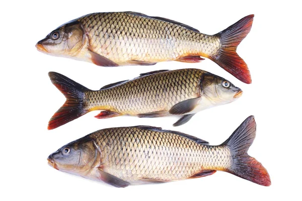 Carps isolated on white — Stock Photo, Image