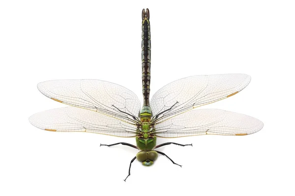 Dragonfly isolerad på vit — Stockfoto