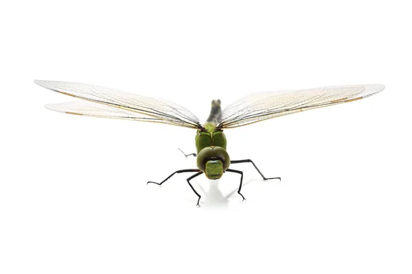 Dragonfly isolerad på vit — Stockfoto