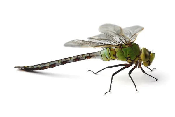 Dragonfly isolerad på vit — Stockfoto