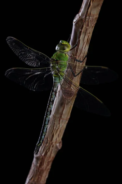 Libellule isolé sur noir — Photo