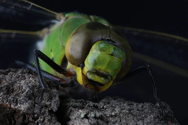 Chef för dragonfly på svart bakgrund — Stockfoto