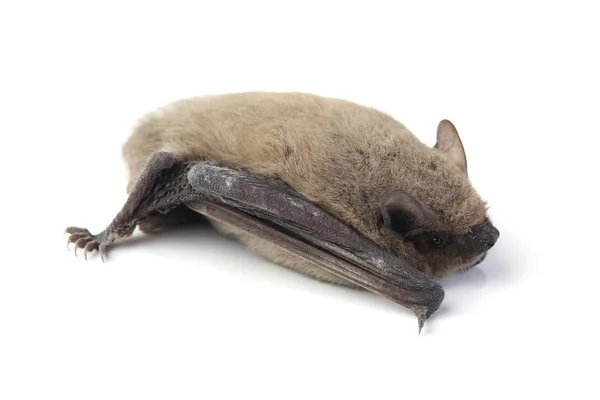 Morcego isolado em branco — Fotografia de Stock