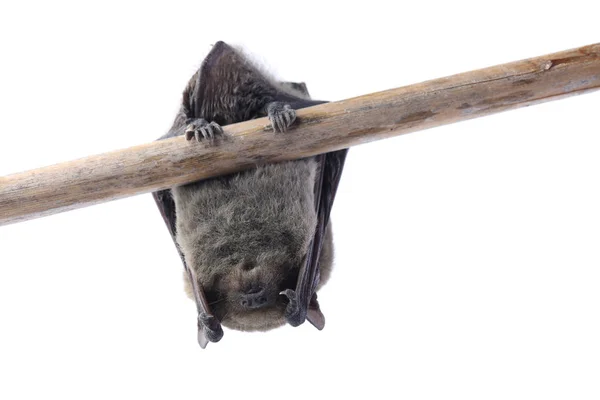 Pipistrello addormentato isolato su bianco — Foto Stock