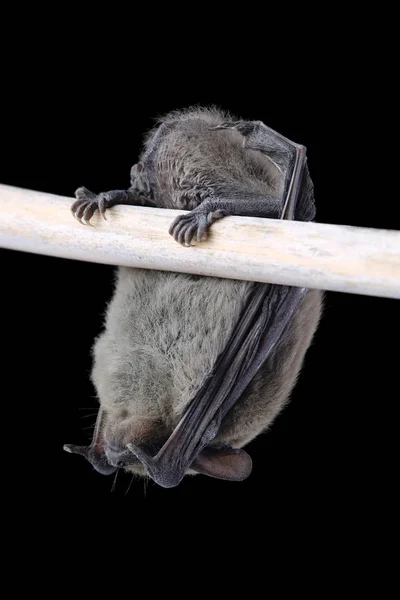 在黑色的睡眠蝙蝠隔离 — 图库照片