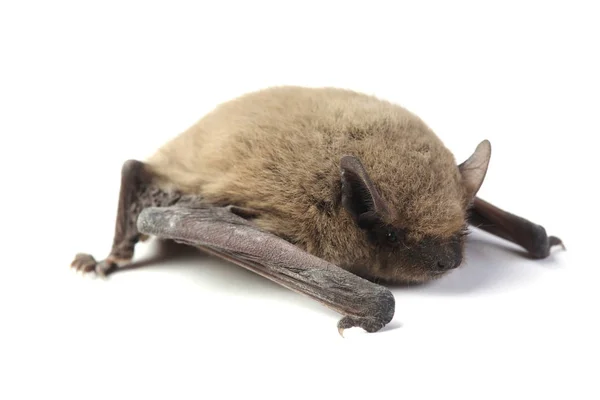 Morcego isolado em branco — Fotografia de Stock