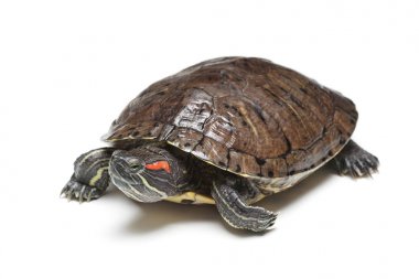 Beyaz izole kırmızı kulaklı kaymak (Trachemys scripta elegans)