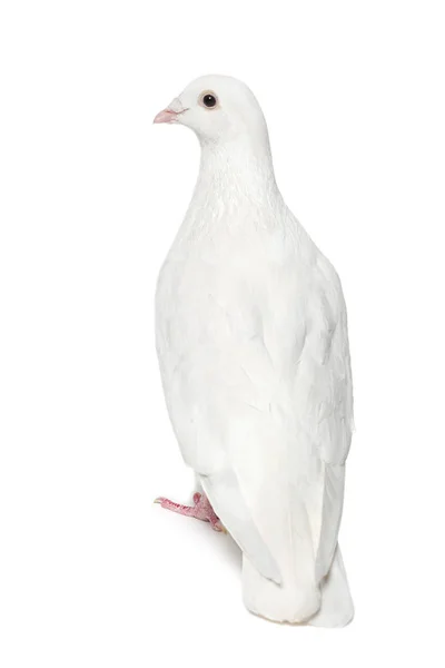 Paloma blanca aislada en blanco — Foto de Stock