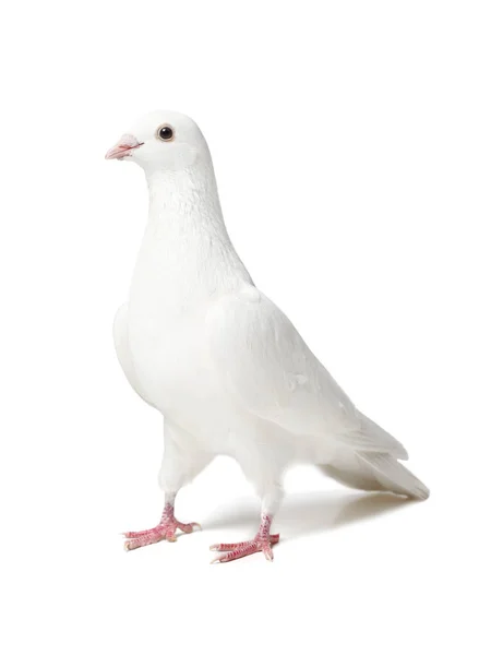 White dove isolated on white — Stock Photo, Image