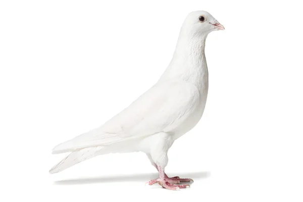 孤立的白色衬底上的白色的鸽子 — 图库照片