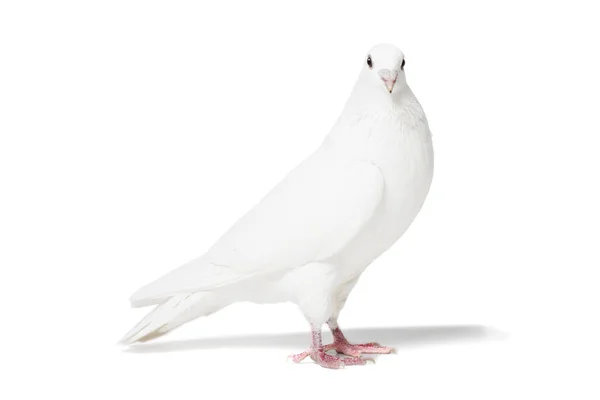 White pigeon isolated on white — Stock Photo, Image