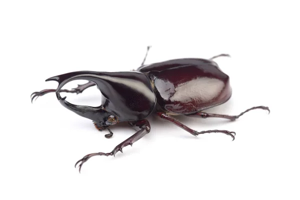 Man van de neushoorn (Xylotrupes lorquini), geïsoleerd op — Stockfoto