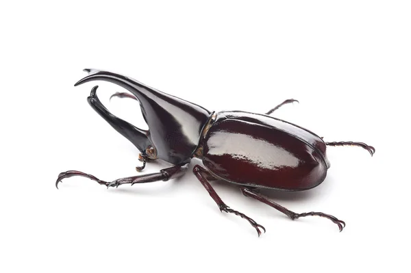 Male of  rhinoceros beetle (Xylotrupes lorquini) isolated on whi — Stock Photo, Image