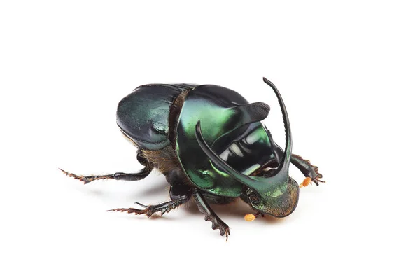 Varón de escarabajo de estiércol (Onthophagus mouhoti) aislado en blanco — Foto de Stock