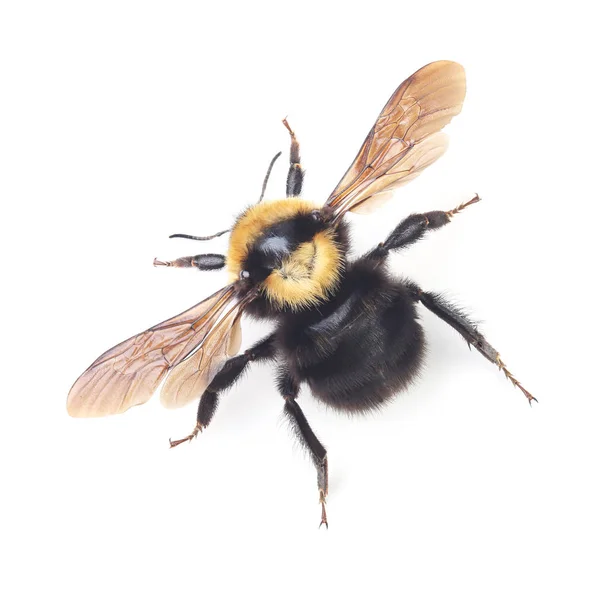 Bumblebee isolado em branco — Fotografia de Stock