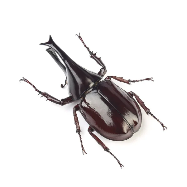 Male of  rhinoceros beetle (Xylotrupes lorquini) isolated on whi — Stock Photo, Image