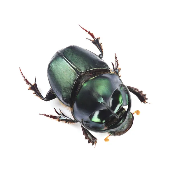 Samec trusu brouka (Onthophagus mouhoti) izolovaný na bílém — Stock fotografie