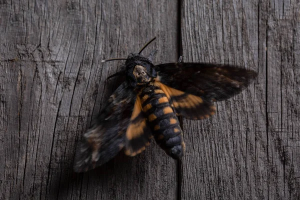 Cabeza Muerte Hawkmoth Vieja Puerta Madera Primer Plano — Foto de Stock