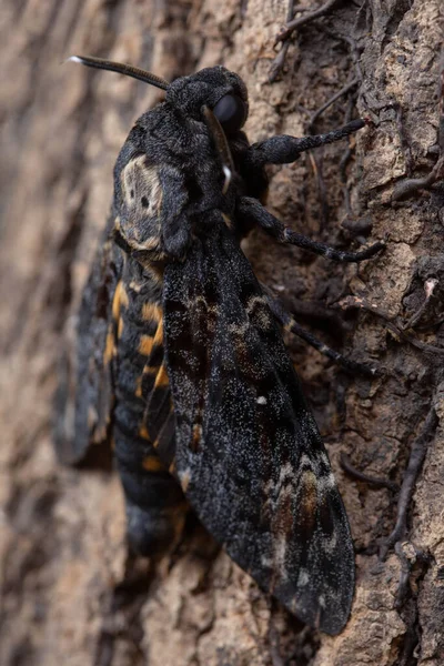 Death Head Hawkmoth Tree Closeup — Stock Photo, Image