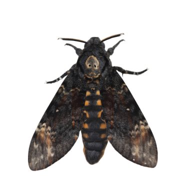 Death head hawkmoth isolated on white background clipart