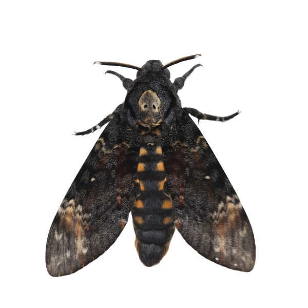 Death Head Hawkmoth Isolated White Background — Stock Photo, Image
