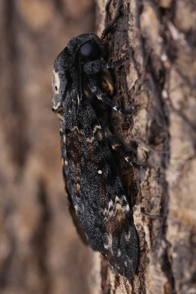 Death Head Hawkmoth Tree Closeup — Stock Photo, Image