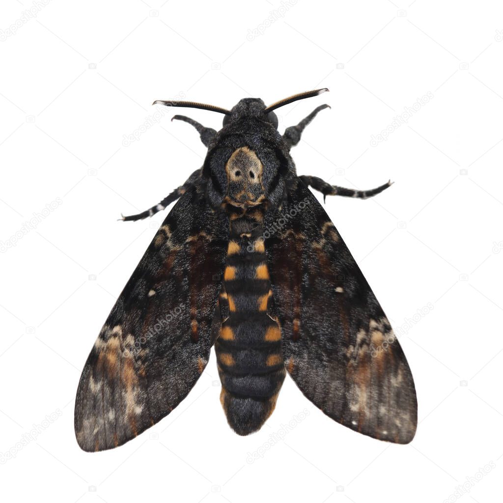 Death head hawkmoth isolated on white background